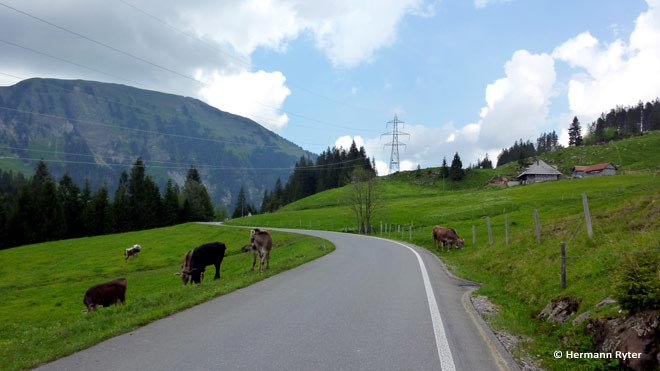 Перевал Глаубенберг - коровы на дороге